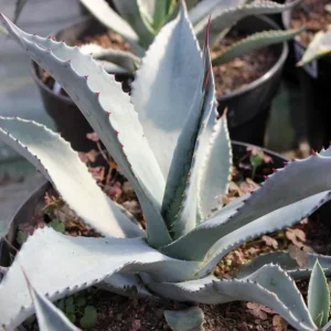 Agave Americaine Protoamericana