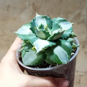 Agave Ohi-Raijin Shiro Nakafu Variegata