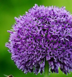 Allium GEANT (Gladiator)