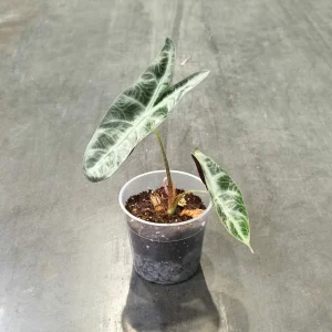 Alocasia Longiloba Silver