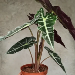Alocasia amazonica polly