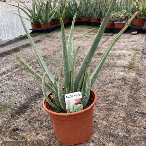 Aloe vera en pot de 13 cm