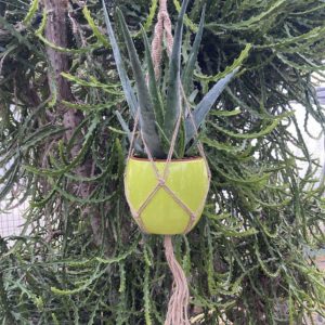 Aloe vera avec cache-pot et suspension