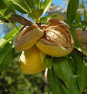 Amandier TETENY RECORD