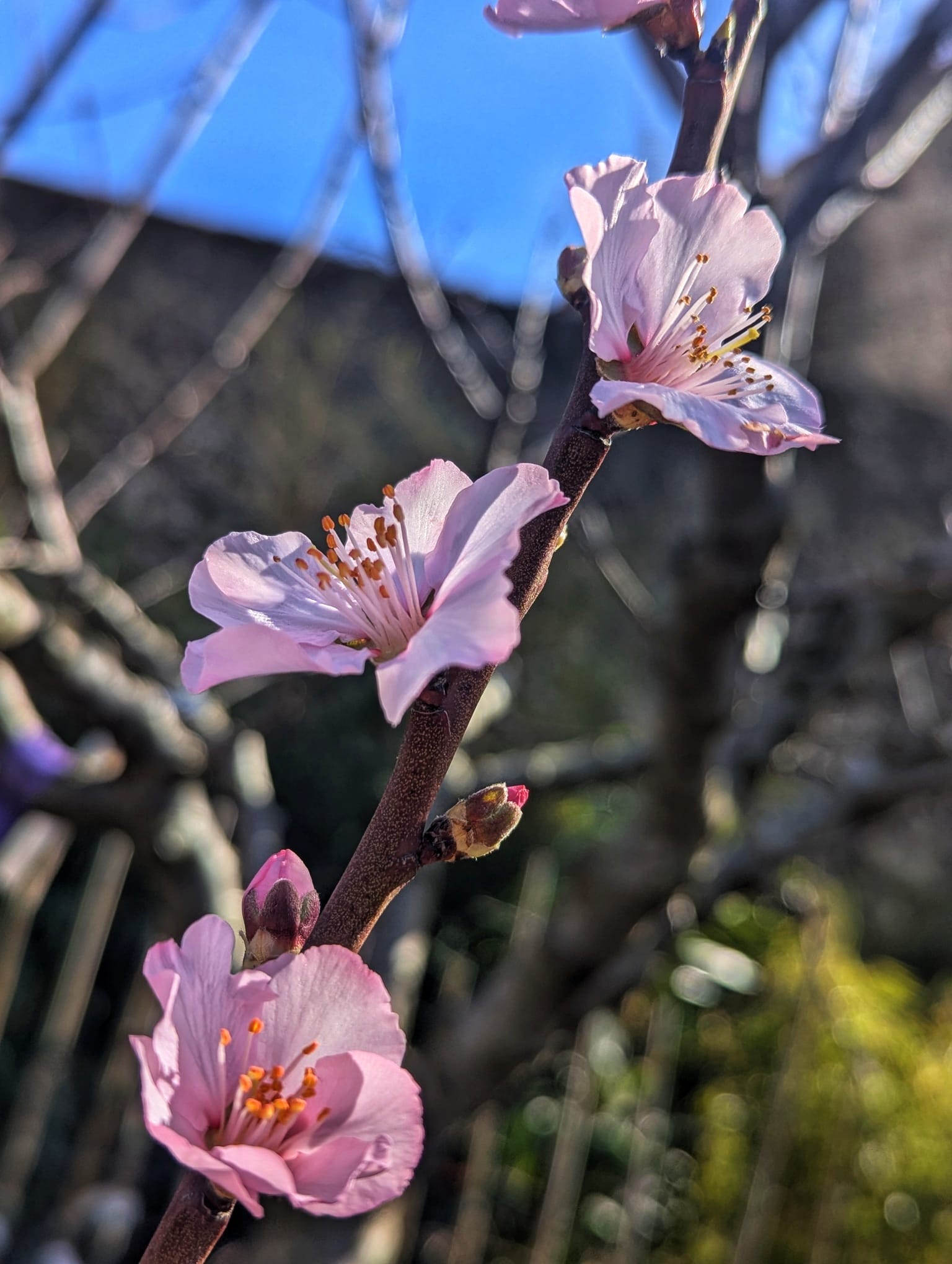 Amandier Princesse – Image 3