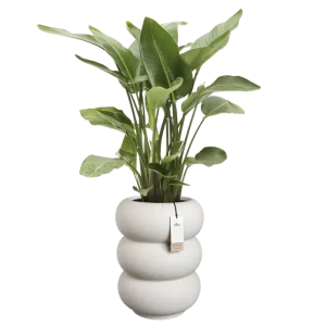 Pot Elho Amber high prémium