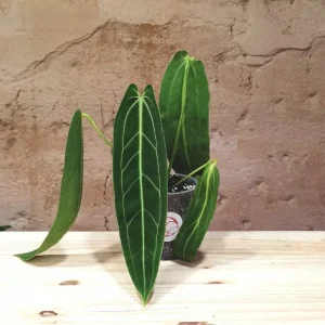 Anthurium Warocqueanum