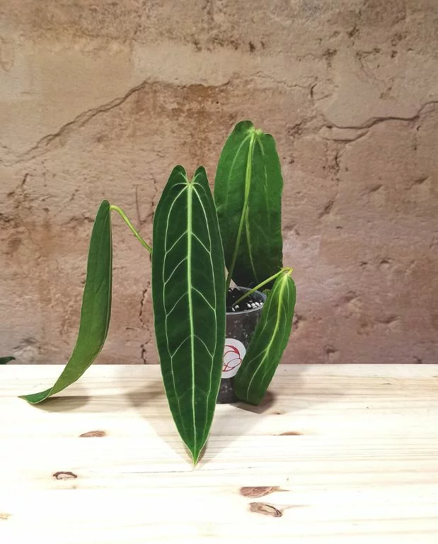 Anthurium Warocqueanum