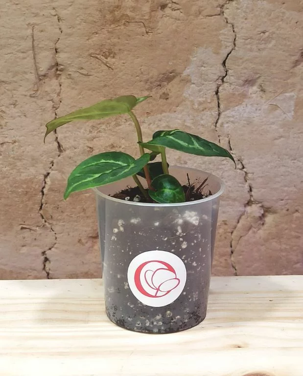 Anthurium Silver Blush – Image 8