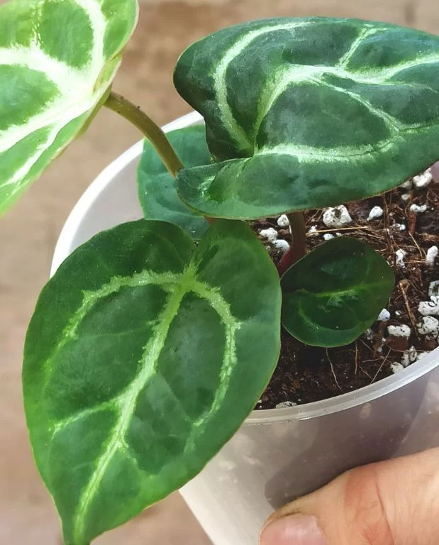 Anthurium Silver Blush – Image 6