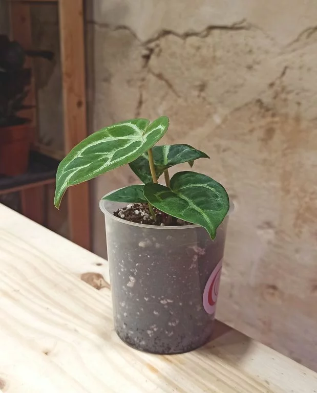 Anthurium Silver Blush – Image 7