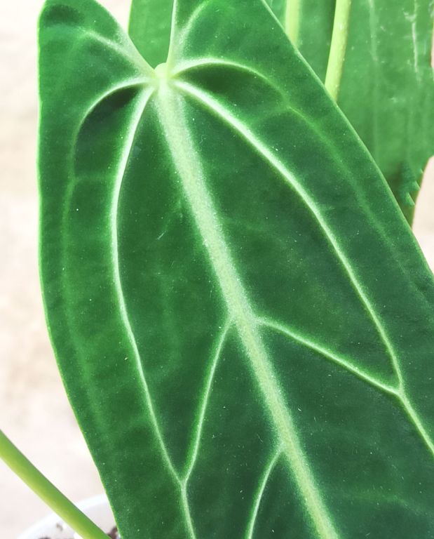 Anthurium Warocqueanum – Image 2