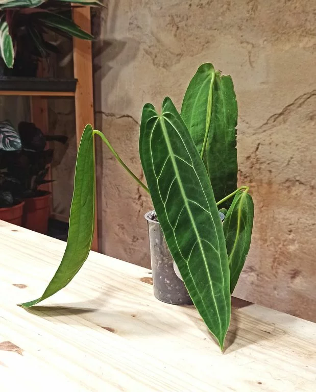 Anthurium Warocqueanum – Image 4