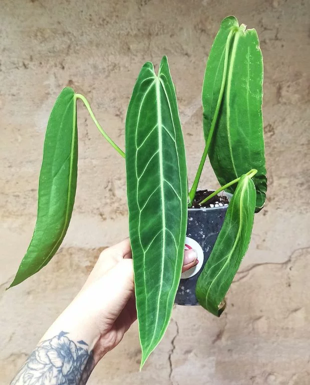 Anthurium Warocqueanum – Image 5