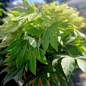 Fatsia Japonica Spider’s Web