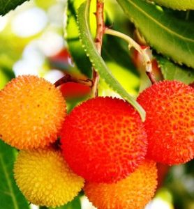 Arbousier – Arbre aux fraises
