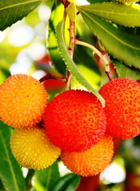 Arbousier – Arbre aux fraises