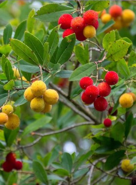 Arbousier – Arbre aux fraises – Image 2