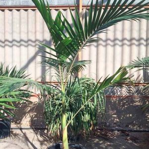 Archontophoenix Alexandrea