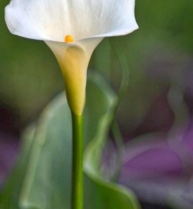 Arum blanc CRYSTAL BLUSH