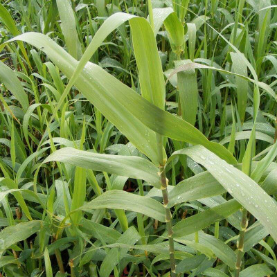 Arundo donax – Image 2