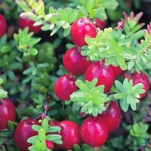 Cranberry Canneberge