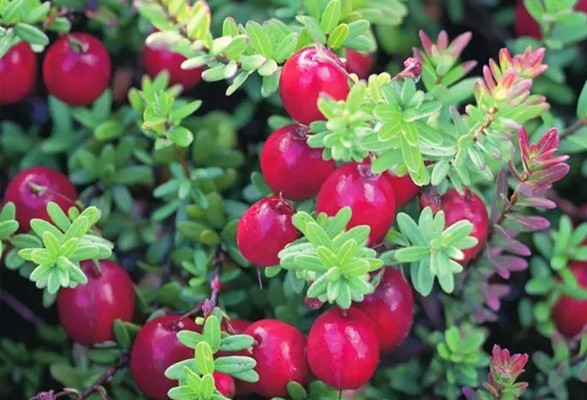 Cranberry Canneberge