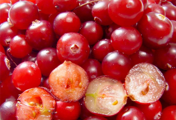 Cranberry Canneberge – Image 2