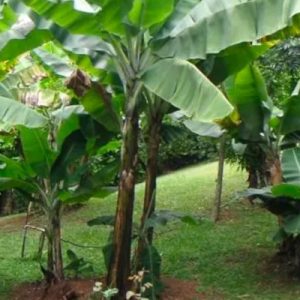 Bananier rustique du Japon