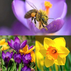 Banquet pour abeilles « Apéritif royal » bio