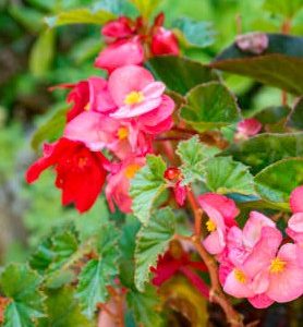 Bégonias en mélange