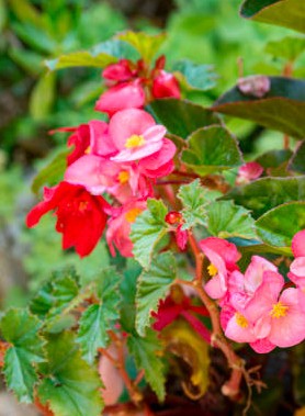 Bégonias en mélange