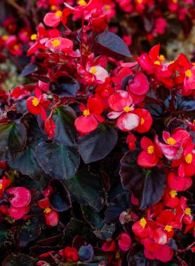 Bégonias en mélange – Image 2