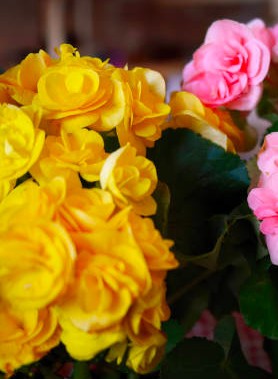 Bégonias en mélange – Image 3