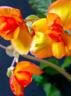 Bégonias en mélange – Image 4