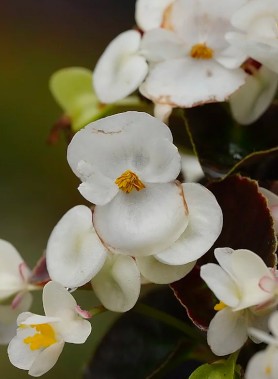 Bégonias en mélange – Image 5