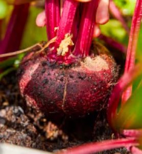 Graines de BETTERAVE ROUGE
