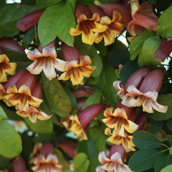 Bignone capreolata – Image 2