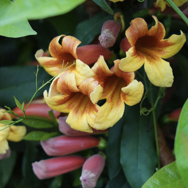 Bignone capreolata – Image 3