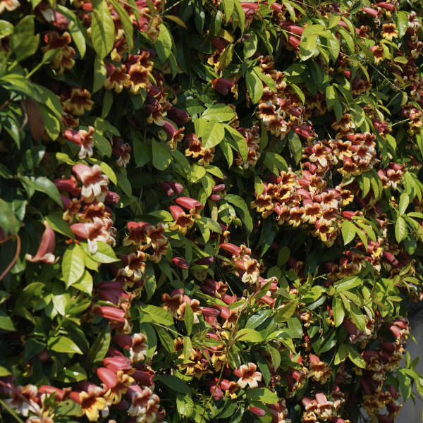 Bignone capreolata – Image 4