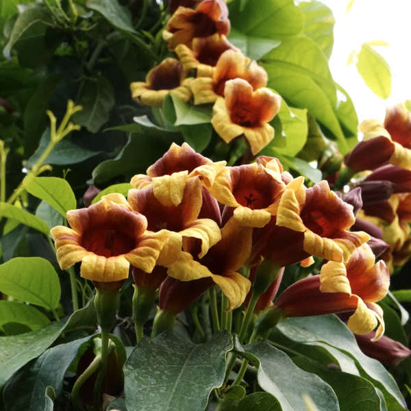 Bignone capreolata – Image 5