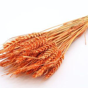Une botte de Blé Naturel Séché coloré