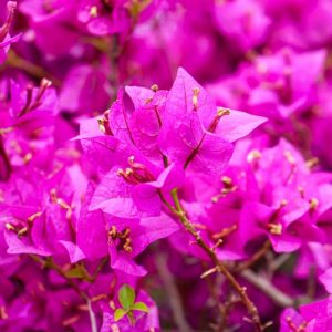 Bougainvilliée