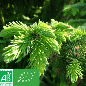 Bourgeons de sapin labellisés Bio
