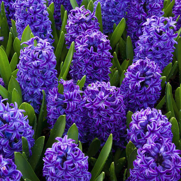 Mix de jacinthes bio – Image 2