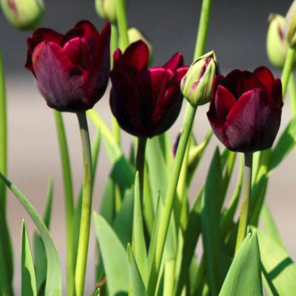 Mix de tulipes hautes bio – Image 4