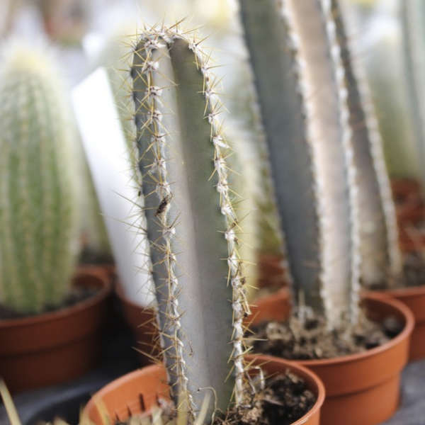 Pack de 10 cactus (pot de 5,5 cm) – Image 4