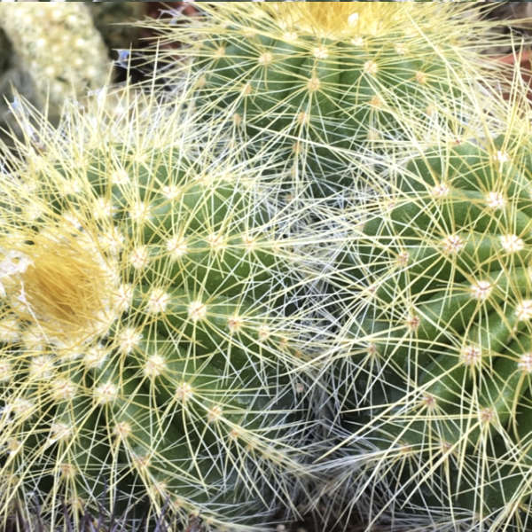 Pack de 10 cactus (pot de 5,5 cm) – Image 3