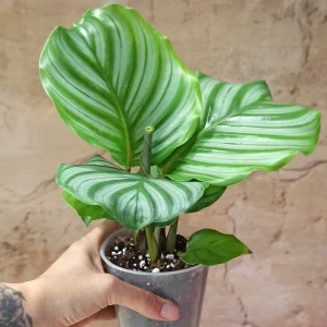 Calathea Orbifolia