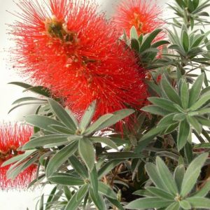 Callistemon Masotti ‘Mini red’